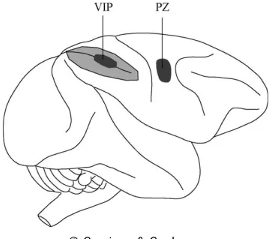Fig. 2. Rappresentazione schematica del cervello di una scimmia: Localizzazione dell’area intra- intra-parietale ventrale  (VIP) e della zona poli-sensoriale (PZ)