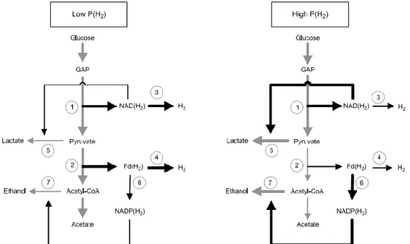 Fig. 1.24 – Schema di flusso del carbonio (frecce grigie) e flusso di elettroni (frecce nere) durante la fermentazione  del glucosio C