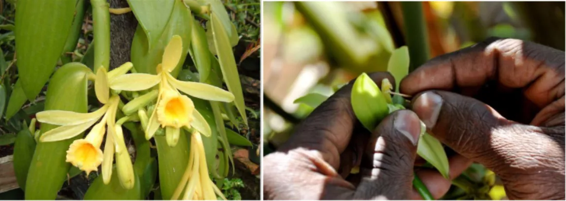 Figure 3. Vanilla plant at flowering stage and by-hand pollination. 
