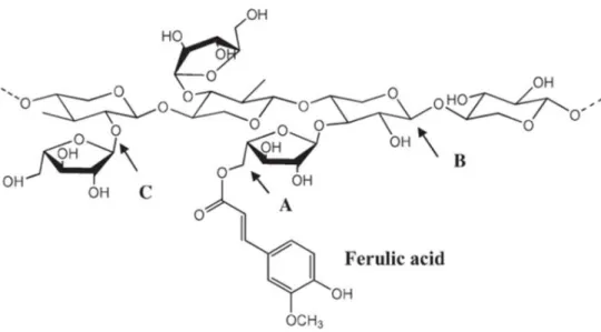 Figure  12.  Structure  of  ferulic  acid  esterified  to  arabinoxylan  in  monocots  (Buonafina,  2009) 
