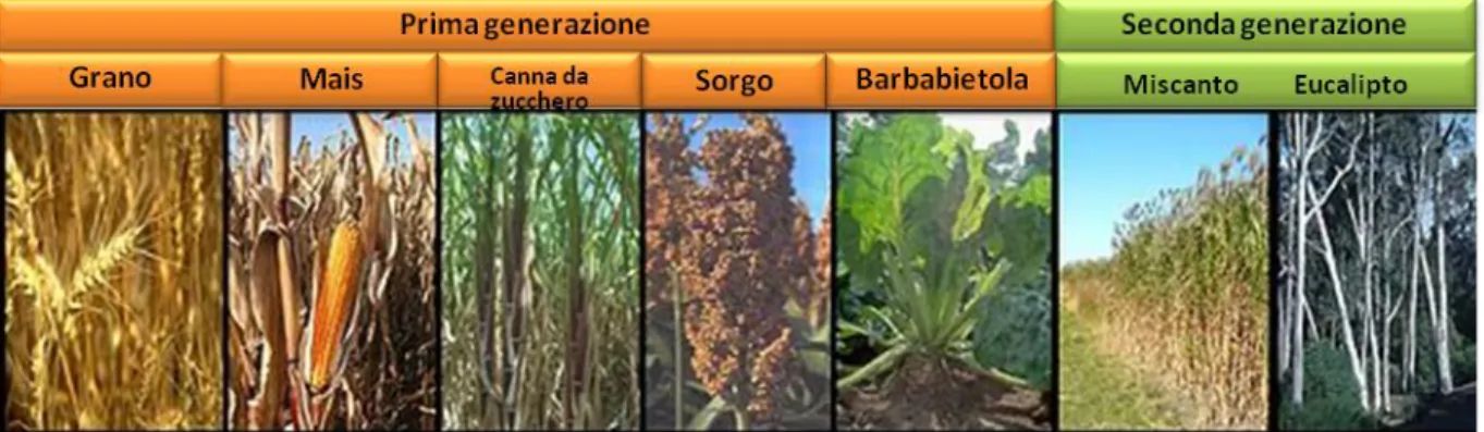 Figura  10.  Materie  prime  per  la  produzione  di  bioetanolo  di  prima  e  seconda  generazione(EUBIA, 2007)