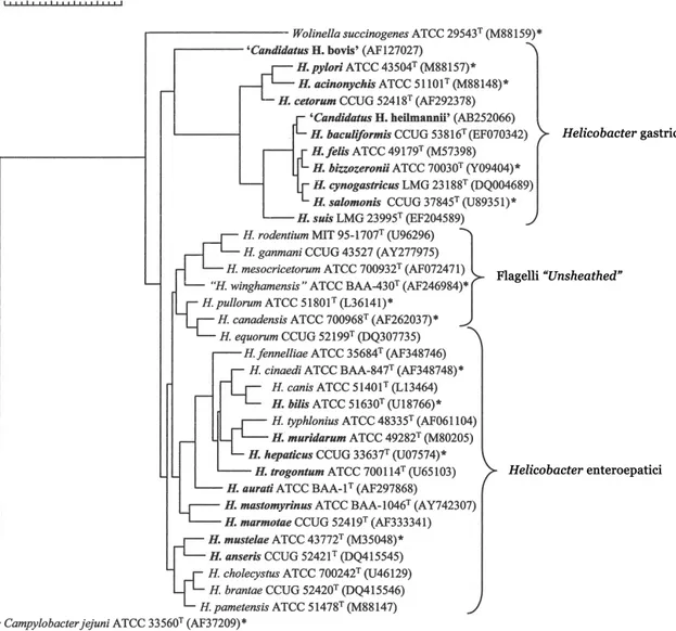 Figura  1:  albero  filogenetico  del  genere  Helicobacter  costruito  con  metodo  neighbor-joining  in  base  a  sequenze  del  gene  16s  rRNA