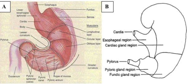 Fig 1: A. External and internal anatomy of the stomach of human (Tortora and Grabowski, 1996), B