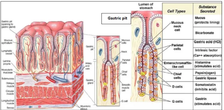 Fig 2. General cell composition and location in a gastric gland. G and D cells are mainly in pyloric glands,  while paretial and chief cells in oxyntic (fundic) mucosa