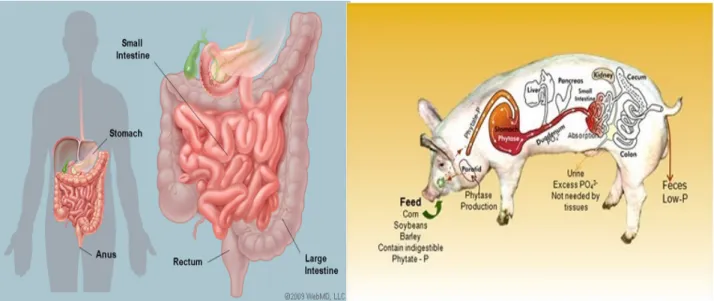 Fig  3.  Schematic  representation  of  Human  and  Pig  gastrointestinal  tract  (www.webmed.com,  www.vetmed.vt.edu)