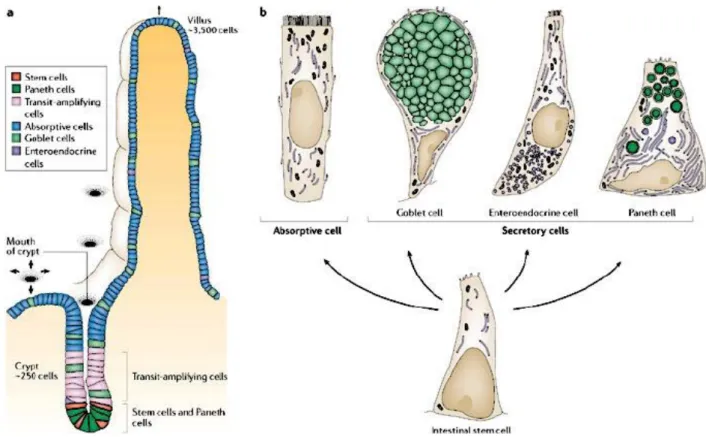 Fig 4. Different types of epithelial cells present in the intestine (Nature Reviews 2006)