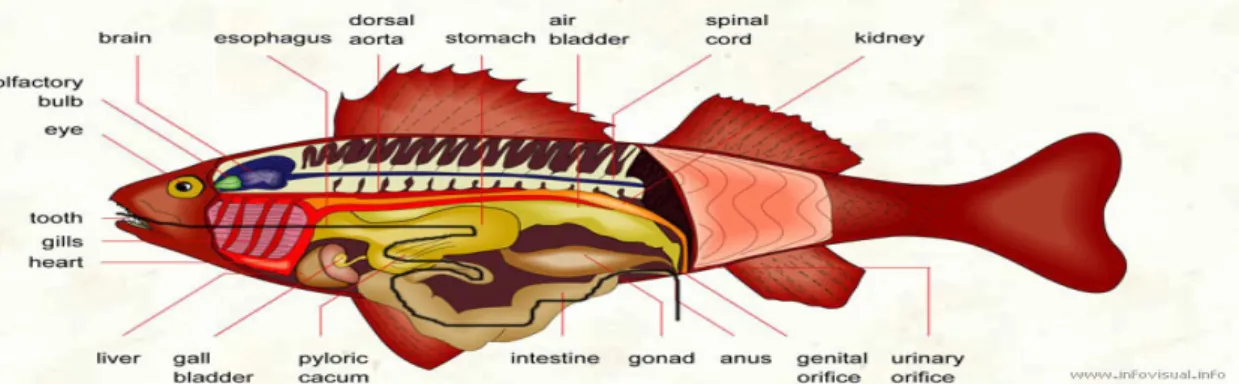 Fig 5. Overview of gastrointestinal system in the bone fish (black line is the the black line is the path of food  from ingestion to expulsion) (http://www.infovisual.info/02/033_en.html)