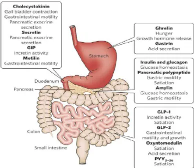Fig 14: Different Gi hormones regulate food intake through bloodstream and vagal afferent