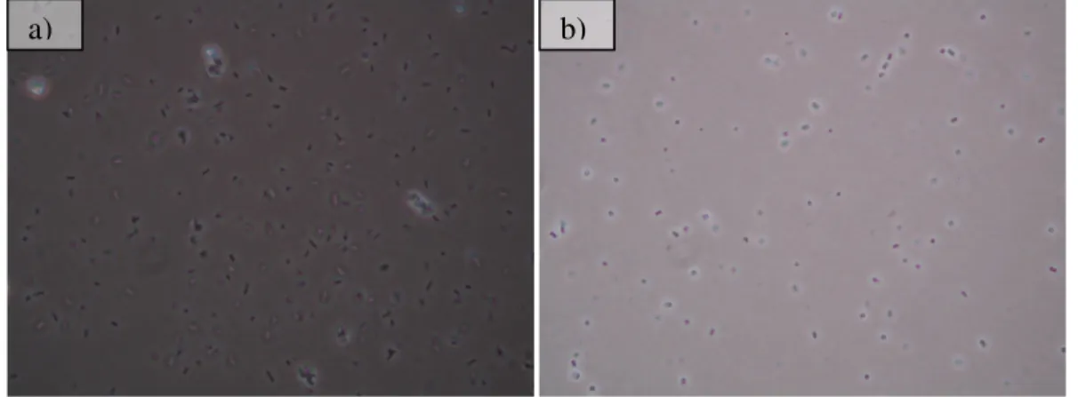 Fig.  8.  Immagine  al  microscopio  ottico  dei  ceppi  batterici  usati:  E.  coli  (a)  e  S