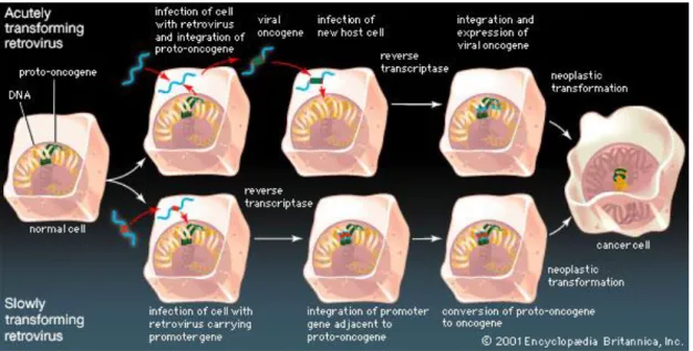 Fig. 4: Meccanismi con cui i Retrovirus causano l’insorgenza di forme tumorali. 