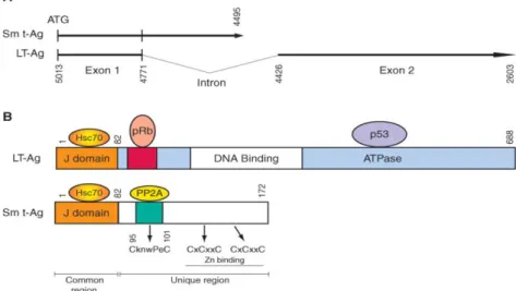 Fig. 10: Rappresentazione schematica della proteina Small t. 