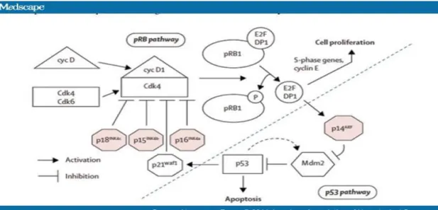 Fig. 11: Meccanismo d’azione dei soppressori tumorali pRb e p53 
