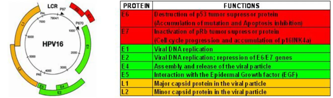 Tab. 4: Tabella schematica delle proteine di HPV e loro funzioni. 