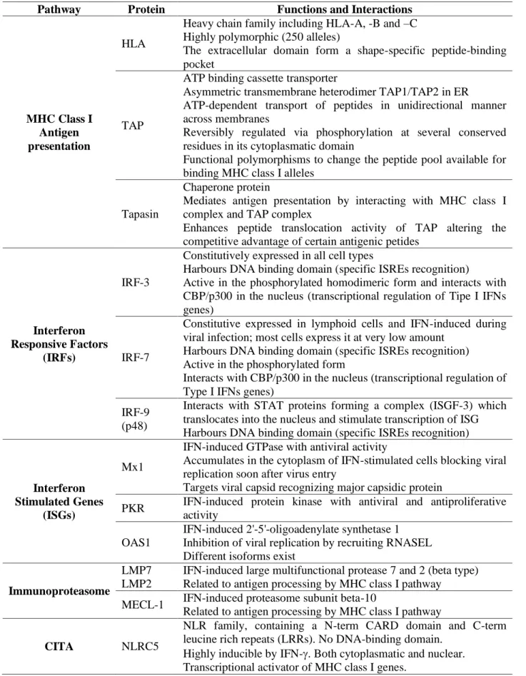 Table  5- List  of  the proteins  involved  in  MHC  class  I  antigen  presentation  pathway  and  IFNs- IFNs-mediated antiviral response which are considered in this study and relative functions  (Génin et  al, 2009; Hwang et al, 2001; Meissner et al, 20