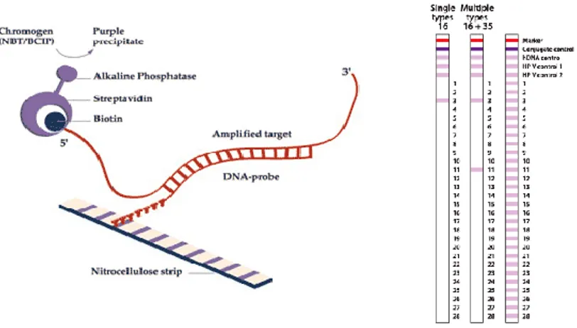 Figure  12  –  Scheme  of  the  hybridization  step  of  the  INNO-LiPA  Genotyping  extra  assay  (left)  and examples of pattern of bands on the nitrocellulose strips (right)