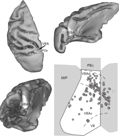 Figure 6. Anatomical location of V6A and of recording sites. 