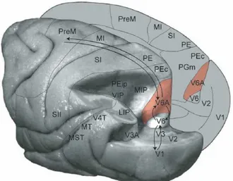 Figure 2 - 2 Postero-lateral view of partially dissected left hemisphere and mesial  surface of right hemisphere in macacque brain