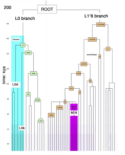 Figure 5.1: Schematic representation of the mtDNA phylogenetic tree, with major African haplogroups highlighted