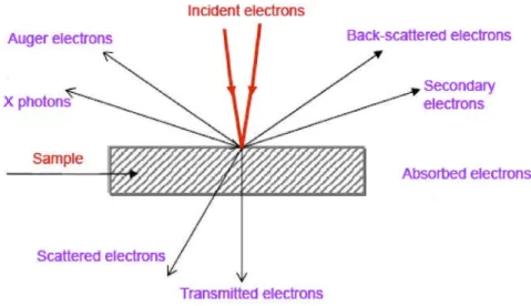 Fig. 4. Signals produced by the interaction of the electron beam with the sample. 