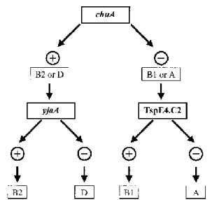 Fig.  3:  Phylogenetic  group  decision  tree  (Clermont et al.) 
