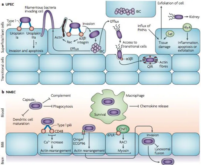 Fig. 5: Pathogenic mechanisms of ExPEC (Croxen and Finlay, 2010). The different stages of  extraintestinal E
