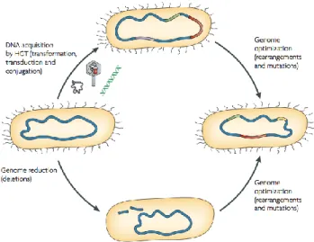 Fig.  6:  Mechanisms  that  contribute  to  bacterial  genome evolution(Ahmed et. al. 2004)  