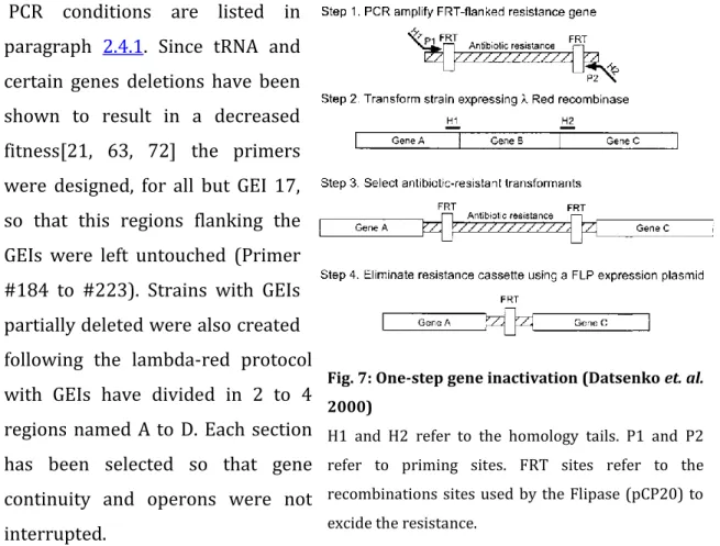 Fig. 7: One-step gene inactivation (Datsenko et. al. 