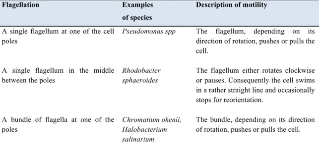 Table  A-1.1:  Variety  of  flagellar  motility  in  bacteria.  This  table  was  taken  and  modified  from  Eisenbach (2001)