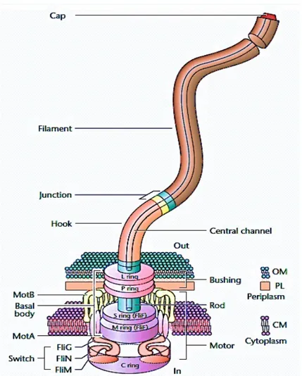 Fig. A-2.1: Structural organization of  a bacterial flagellum. It consists of three major parts: 