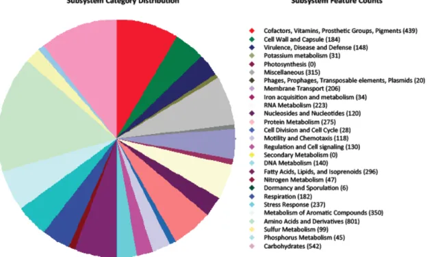 Fig.  C-3.4.1.:  Pie-chart  representig  Pseudomonas  pseudoalcaligenes  KF707  genes  grouped in subsystems according to the RAST system prediction and annotation