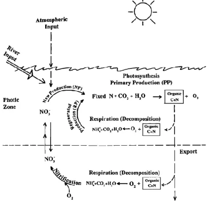 Figure 7: schematic representation of carbon and nitrogen cycles in the  surface layer of the water column (from Jahnke, 1990) 