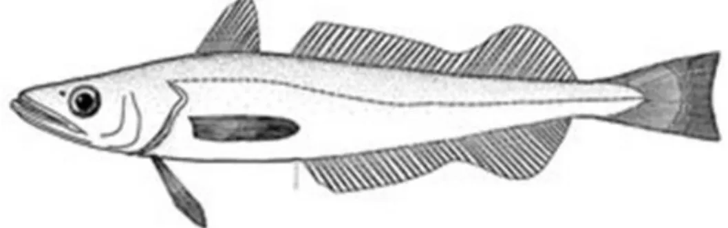 Figure 7.3.Merluccius merluccius  (Linneaus, 1758)  Kingdom: Animalia   Phylum: Chordata  Class: Actinopterygii  Order: Gadiformes  Family: Merlucciidae  Subfamily: Merlucciinae  Genus: Merluccius  Species: M