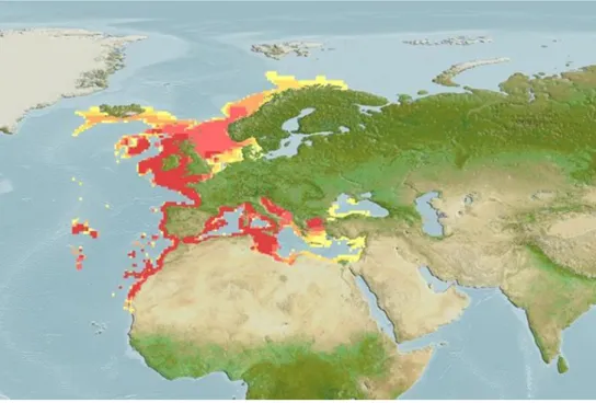 Figure 7.4. Geographical distribution of european hake (Merluccius merluccius)    (FISHBASE, 2013) 