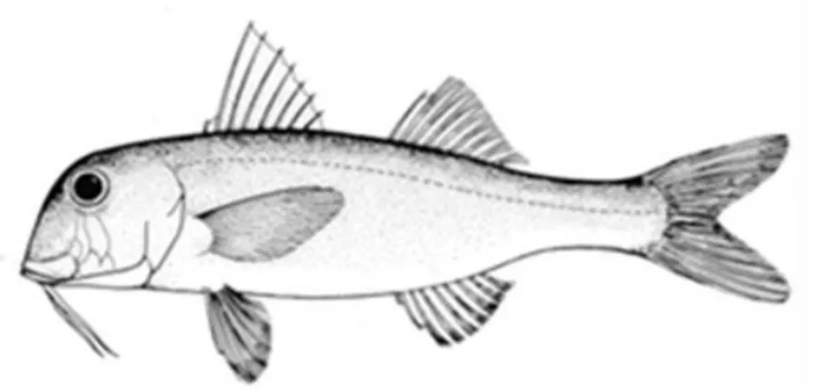 Figure 7.6. Mullus barbatus   (Linnaeus, 1758)  Classification  Kingdom: Animalia   Phylum: Chordata   Class: Actinopterygii   Order: Perciformes  Family: Mullidae  