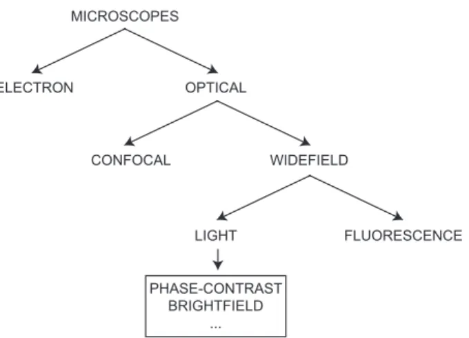 Fig. 1.2: Microscoscopes taxonomy. Simplified schematic tree diagram of common microscope types