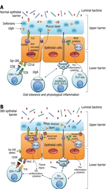 Figure  1:  The  epithelial  barrier  system.  A:  Normal  epithelial  barrier;  B: 