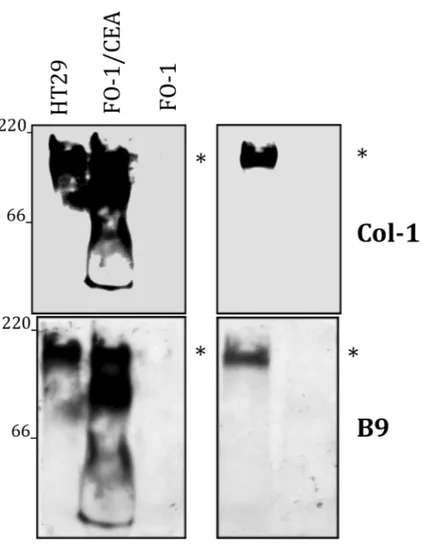 Figure 3: CEACAM5 is recognized by B9 mAb  