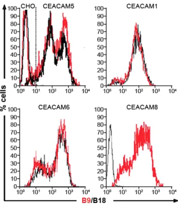 Figure 4: B9 recognizes different CEACAMs expressed on IECs 