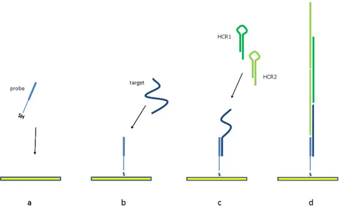 Figura 2.5:  In seguito alla formazione del SAM composto dagli oligonucleotidi tiolati (a) si  aggiunge  il  target  (b)  e  successivamente  gli  oligonucleotidi  componenti  l’HCR  (struttura  a  forcina) (c)
