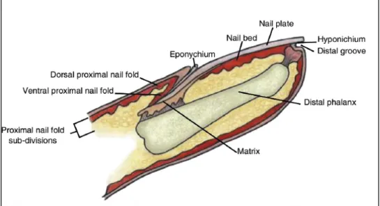 Figura 3: sezione longitudinale dell’unghia 