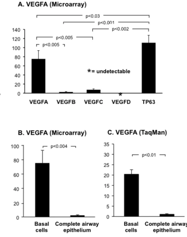 Figure 1. VEGFA is highly expressed in cultured human airway basal cells. A. Microarray anal- anal-ysis  of  VEGF  ligand  expression  VEGFA  (probeset  212171_x_at  ),  VEGFB  (probeset: 