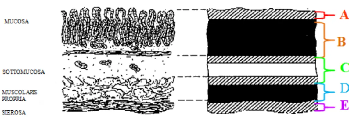 Figura 1.4 Disegno raffigurante la corrispondenza tra gli strati istologici e quelli ecografici