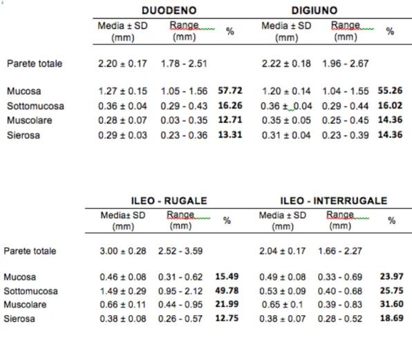 Tabella 2 Risultati delle misurazioni dello spessore parietale totale e dei singoli strati del duodeno  e del digiuno  (in alto) , ileo rugale ed interrugale (in basso)