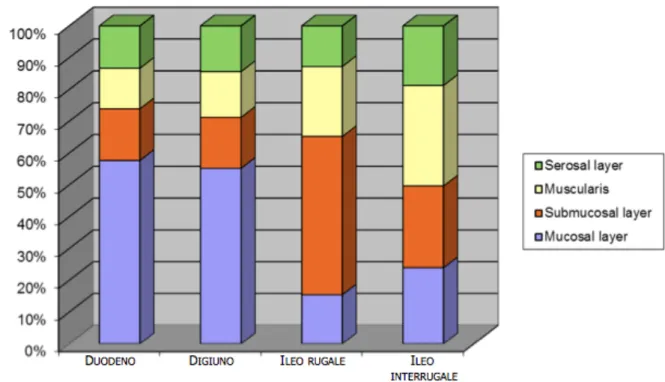 Figura  2.3  Grafico  raffigurante  la  proporzione  dei  singoli  strati  al  totale  della  parete  rispettivamente ai diversi segmenti intestinali 