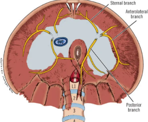 Figura	
  3.Branche	
  diaframmatiche	
  del	
  Nervo	
   Frenico 	
  