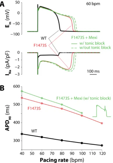 Figure 10. Simulated impact of F1473S mutation and mexiletine administration on AP. Panel A,  membrane potential (upper) and I Na  (lower) obtained by pacing at 60 bpm the virtual cell in WT  condition and when expressing heterozygous mutant channel