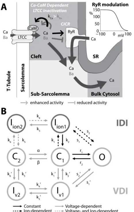 Figure 2. SR Ca release and LTCC models. A) Schematic diagram of dyadic cleft fluxes of the ventricular  myocyte AP model (Shannon et al., 2004)