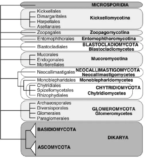 Fig. 1- Classificazione del regno dei Funghi (da Hibett et al., 2007) 