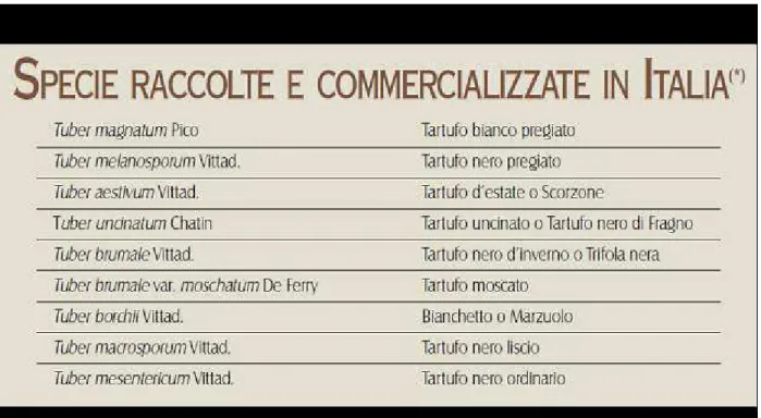 Fig. 3:  Tartufi che  possono  essere raccolti e commercializzati in Italia 