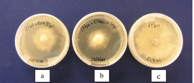 Fig. 8- Miceli di T. borchii cresciuti in presenza di estratto radicale di nocciolo dopo un mese  di sviluppo